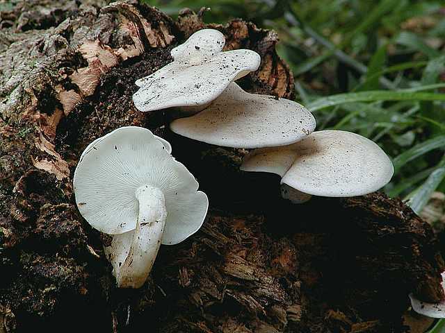 Ossicaulis lignatilis